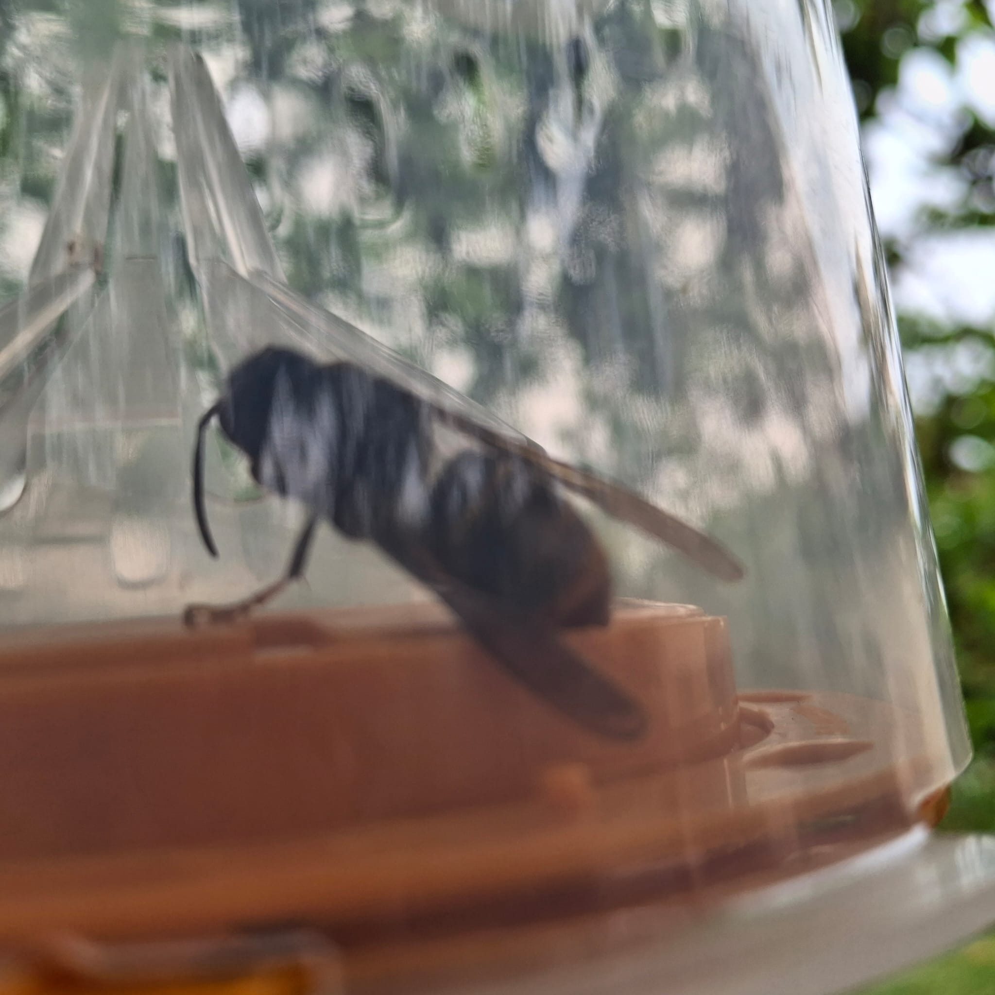 1 frelon piégé ...le 12 avril-voir photo