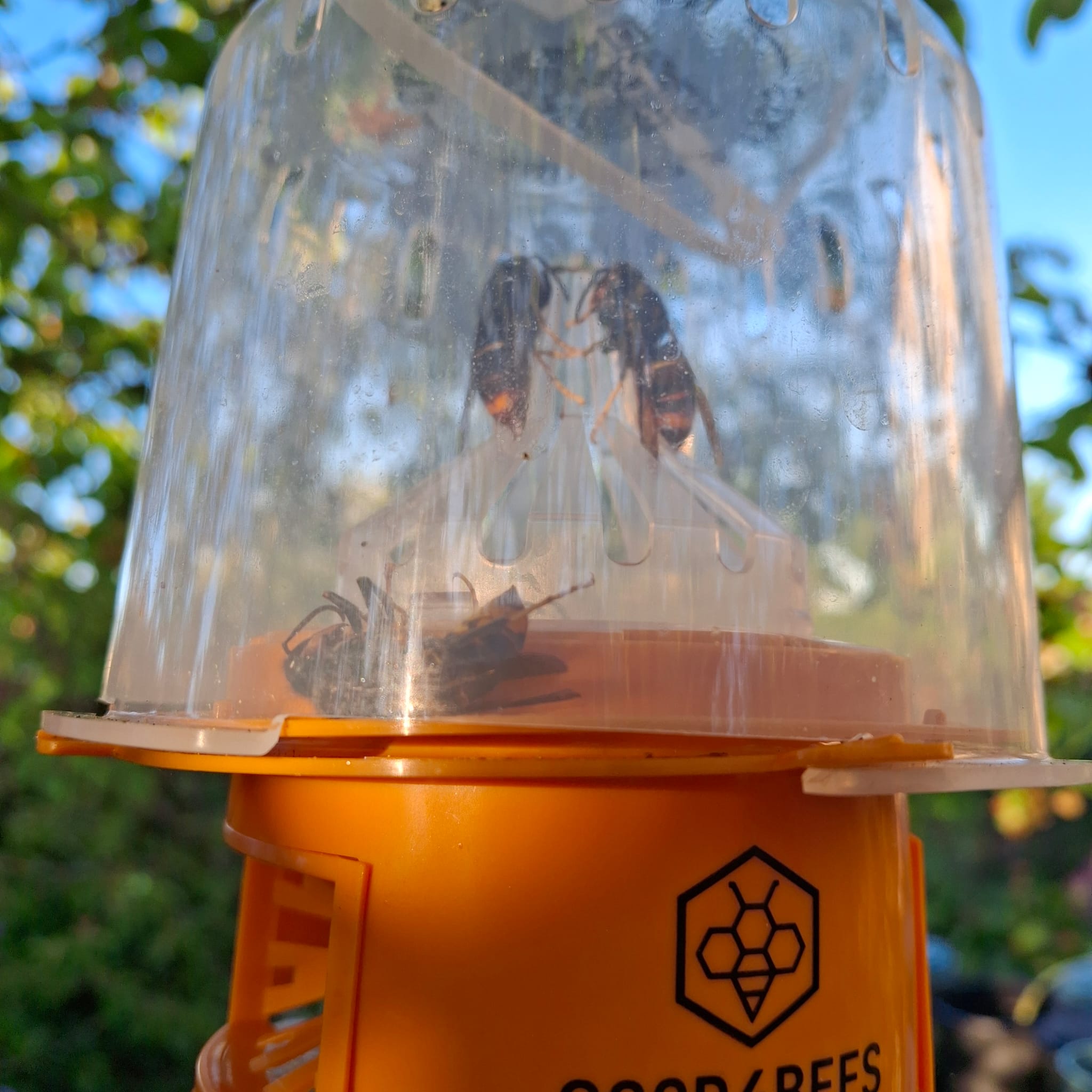 frelon piégé le 14 Avril