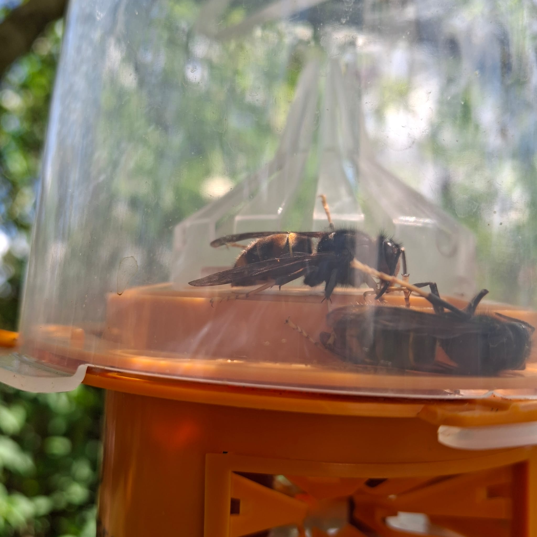 frelon piégé le 13 Avril