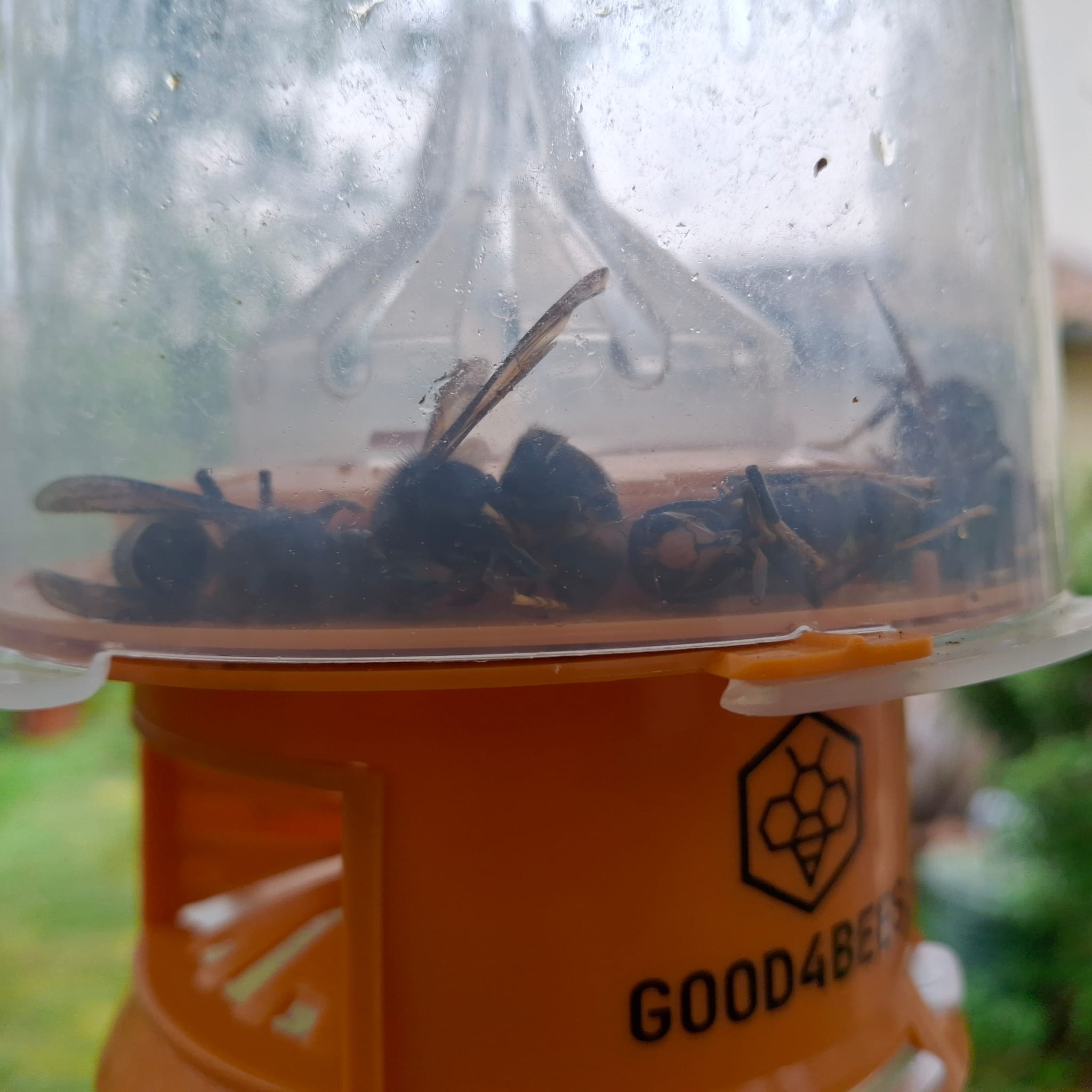 5 Frelons piégés au 16 avril 2026