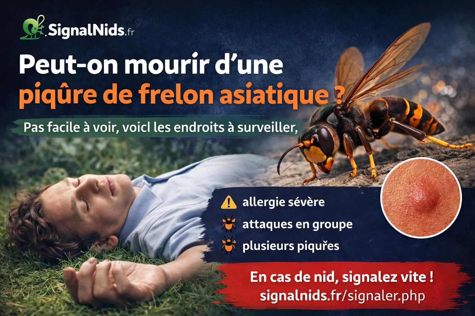 Peut-on mourir d’une piqûre de frelon asiatique ? Risques réels et cas graves