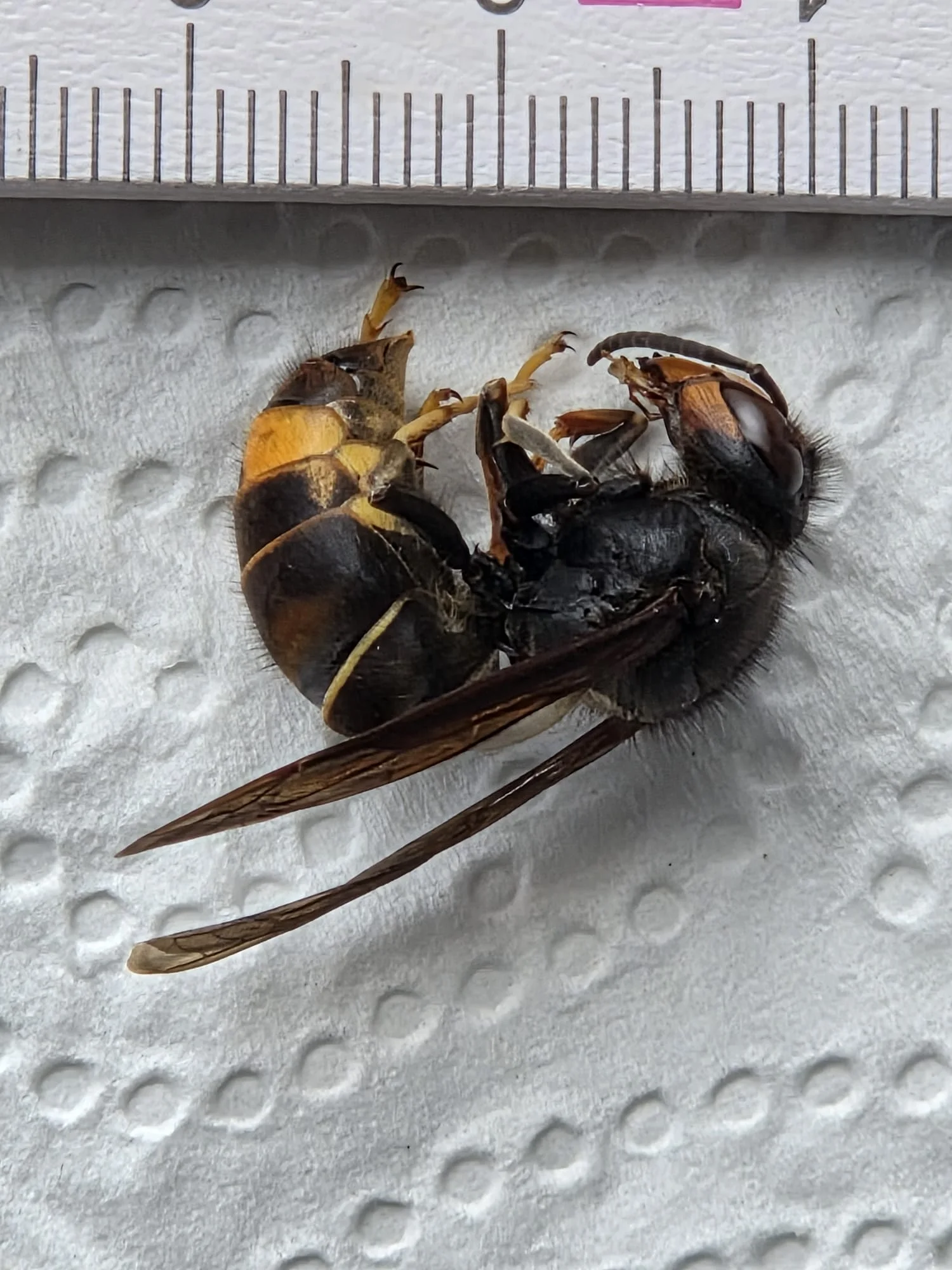 Piq&ucirc;re de frelon asiatique au visage : dangers et conduite &agrave; tenir