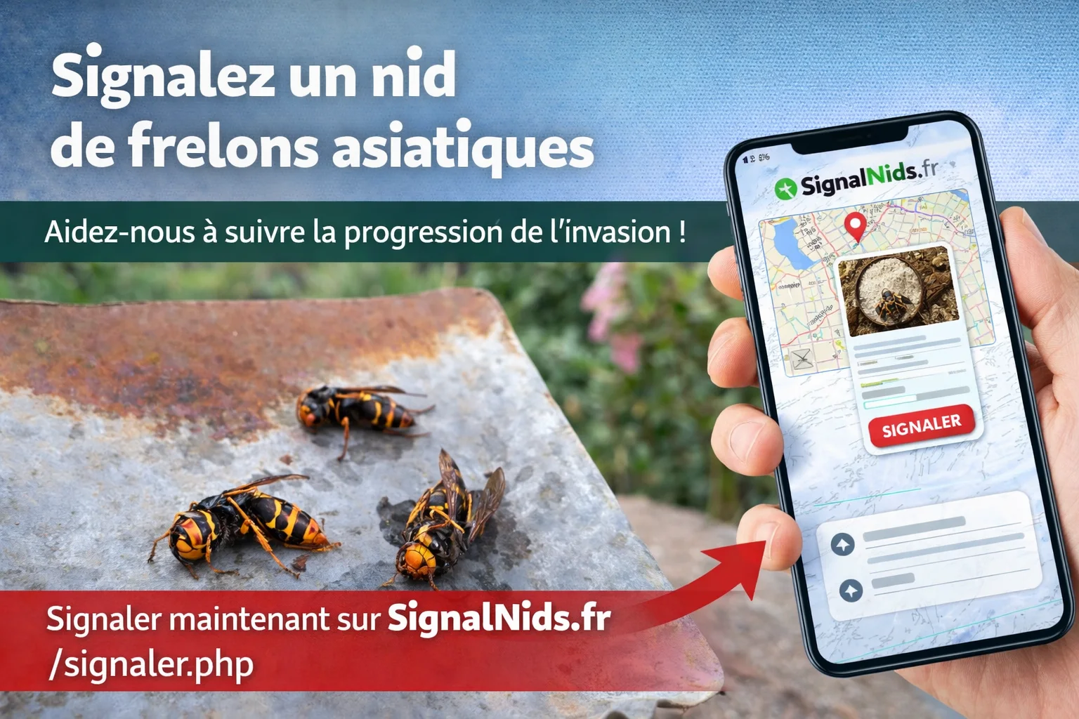 Déclarer un nid de frelons asiatiques