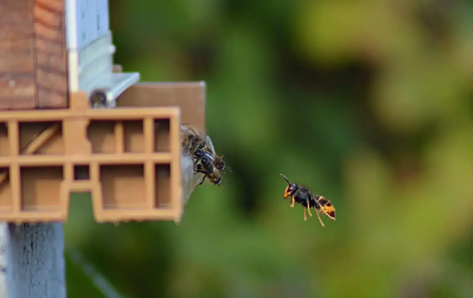 4 choses à savoir sur le frelon asiatique