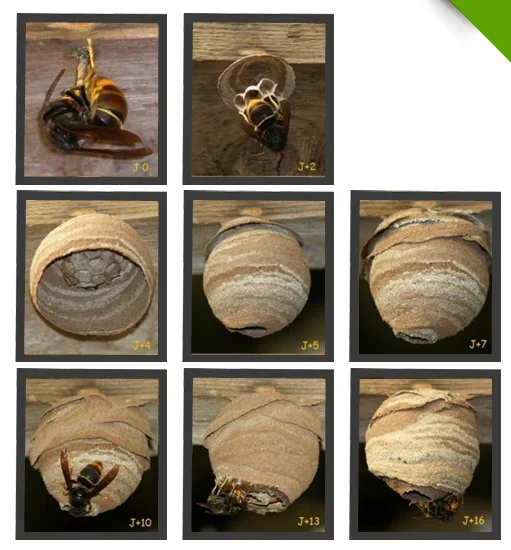 Nid primaire chez le frelon &agrave; pattes jaunes