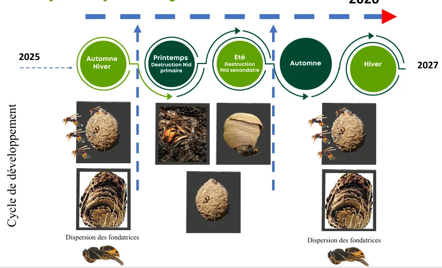 Cycle du frelon asiatique &agrave; pattes jaunes
