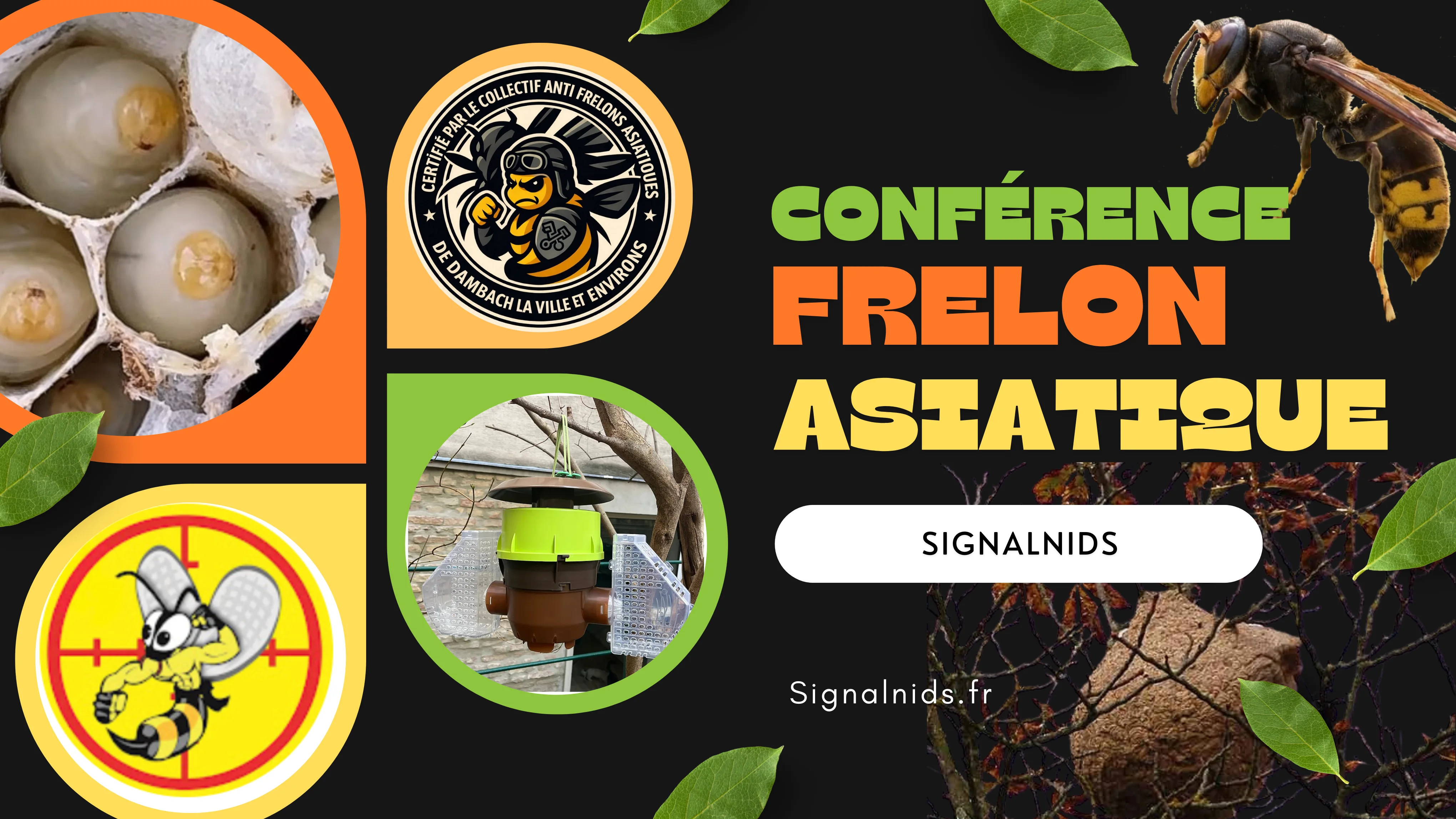 Conférence SignalNids du 24 avril 2026 : frelon asiatique, pièges, nids et signalement