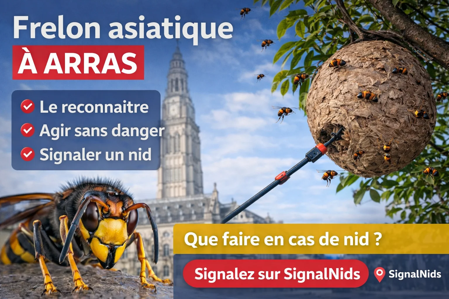 Frelon asiatique à Arras : comment le reconnaître et que faire ?