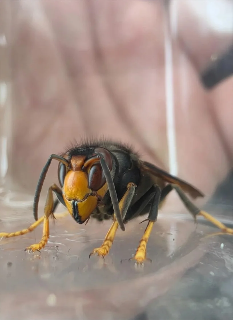 frelon asiatique &agrave; Arras identification et signalement