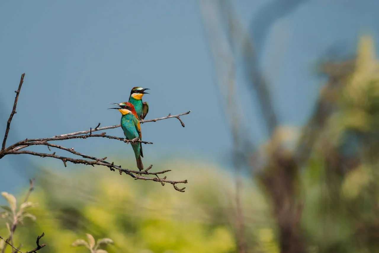 guepier europe capturant frelon asiatique en france