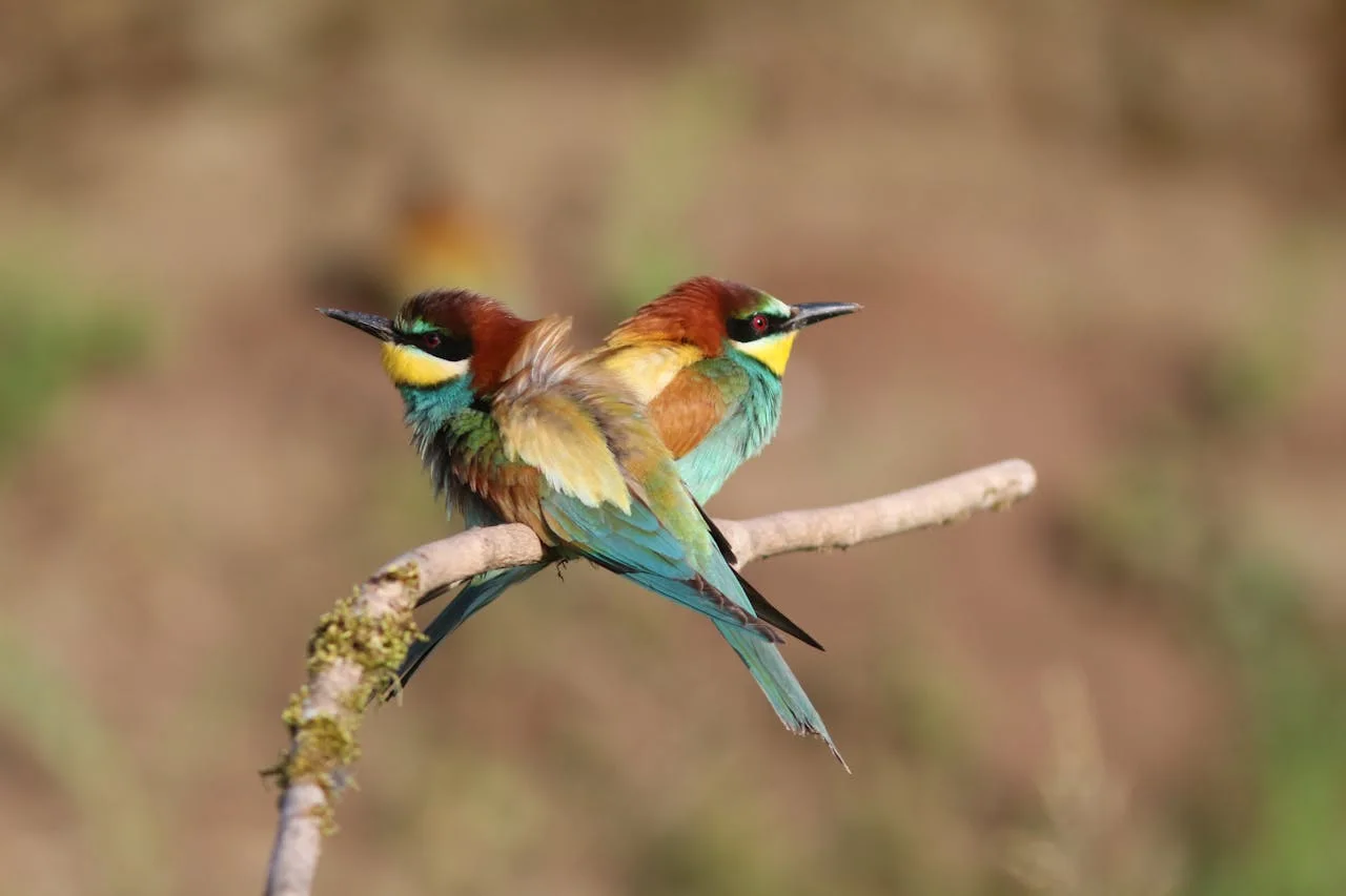 Frelon asiatique : cet oiseau spectaculaire peut aussi le capturer