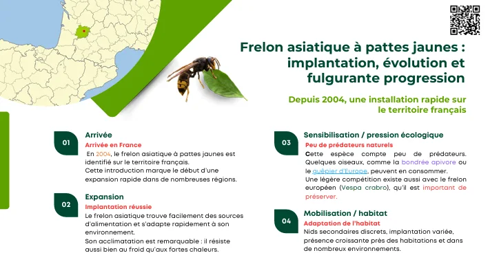 Infographie expliquant l&rsquo;implantation rapide du frelon asiatique &agrave; pattes jaunes en France depuis 2004, son expansion, son adaptation et son faible nombre de pr&eacute;dateurs naturels