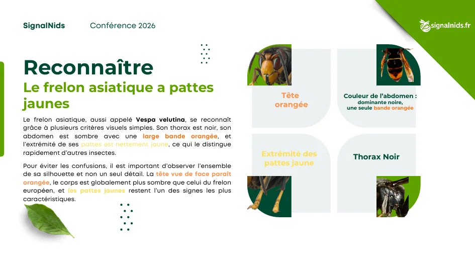 Infographie montrant comment reconna&icirc;tre le frelon asiatique &agrave; pattes jaunes gr&acirc;ce &agrave; sa t&ecirc;te orang&eacute;e, son thorax noir, son abdomen sombre avec bande orange et ses pattes jaunes
