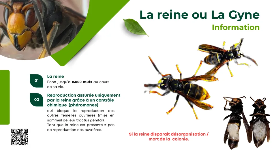 Infographie expliquant le r&ocirc;le de la reine ou gyne du frelon asiatique, sa ponte, le contr&ocirc;le par ph&eacute;romones et l&rsquo;importance de sa pr&eacute;sence pour la colonie