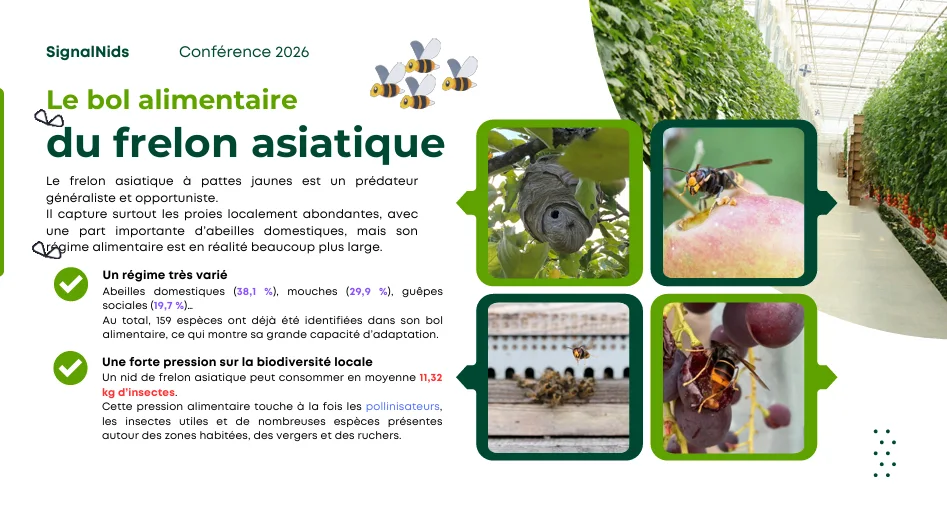 Infographie sur le r&eacute;gime alimentaire du frelon asiatique montrant ses proies principales comme les abeilles, les mouches, les gu&ecirc;pes et son impact sur la biodiversit&eacute; locale
