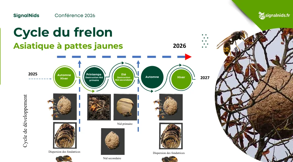 Infographie pr&eacute;sentant le cycle de vie du frelon asiatique &agrave; pattes jaunes avec l&rsquo;hivernage, le nid primaire au printemps, le nid secondaire en &eacute;t&eacute; et la dispersion des fondatrices en automne