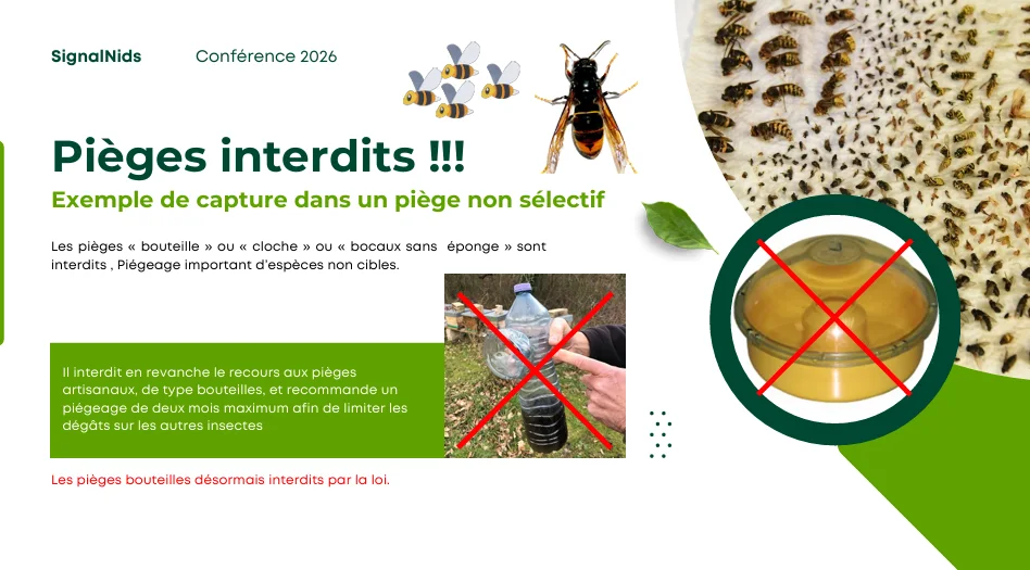 Infographie alertant sur les pi&egrave;ges non s&eacute;lectifs interdits contre le frelon asiatique, comme les pi&egrave;ges bouteilles ou cloches, qui capturent trop d&rsquo;insectes utiles