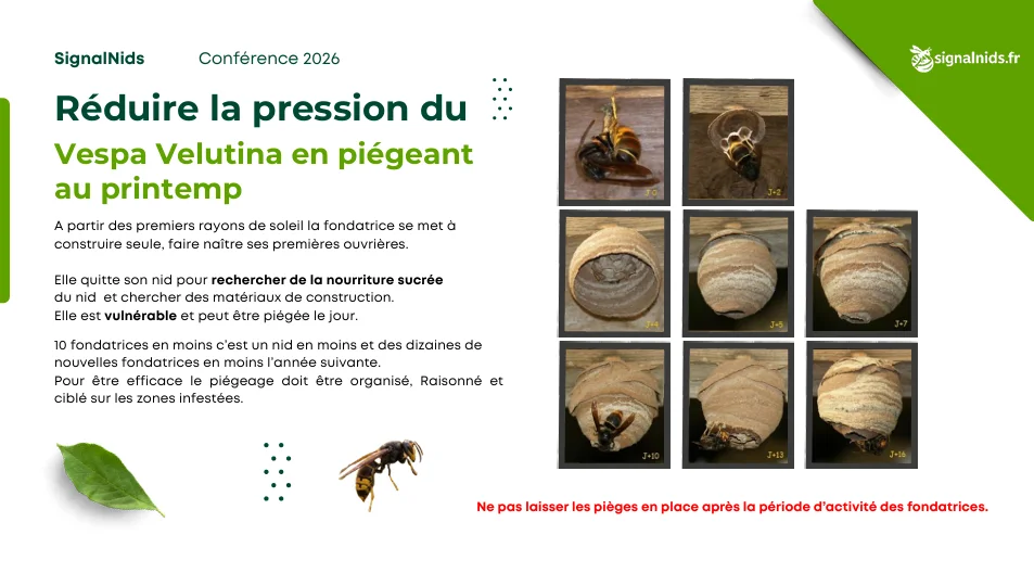 Infographie expliquant comment r&eacute;duire la pression du frelon asiatique au printemps en ciblant les fondatrices pendant la construction du nid primaire