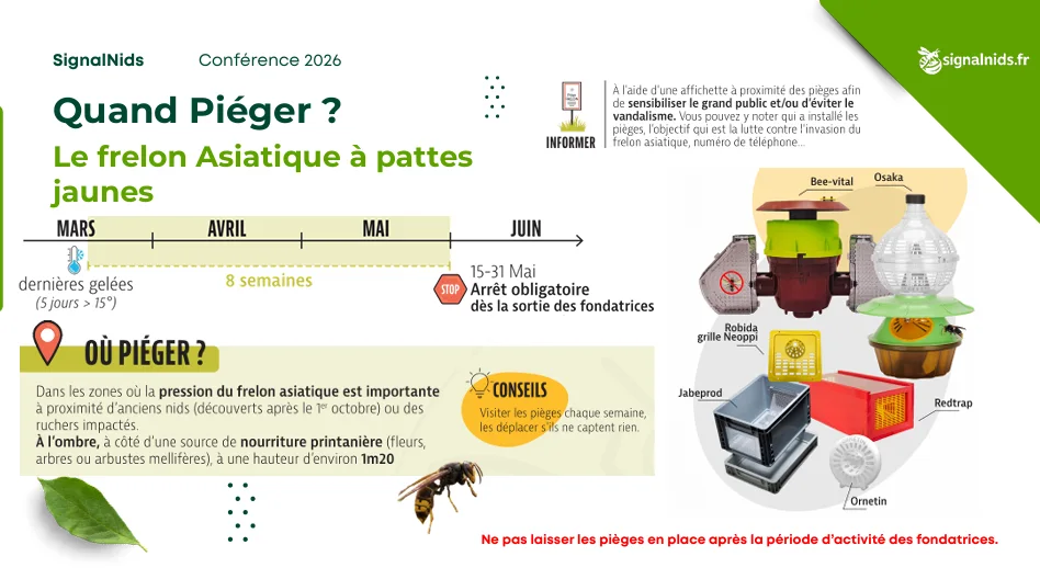 Infographie indiquant quand pi&eacute;ger le frelon asiatique &agrave; pattes jaunes au printemps, de mars &agrave; mai, apr&egrave;s les derni&egrave;res gel&eacute;es et avant la sortie des fondatrices