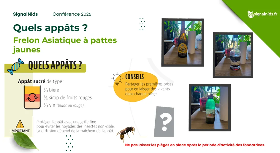 Infographie expliquant quels app&acirc;ts utiliser pour pi&eacute;ger le frelon asiatique &agrave; pattes jaunes avec un m&eacute;lange sucr&eacute; &agrave; base de bi&egrave;re, sirop de fruits rouges et vin