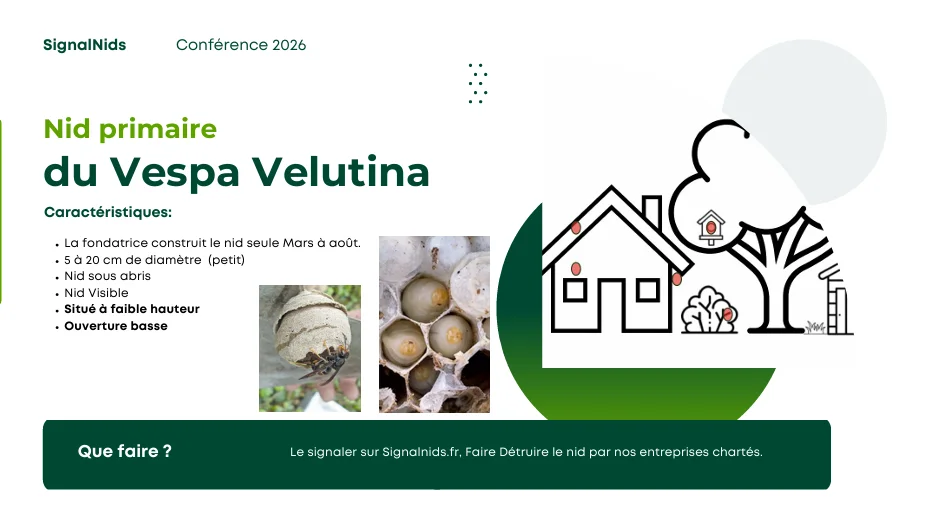 Infographie expliquant les caract&eacute;ristiques du nid primaire du frelon asiatique Vespa velutina, sa petite taille, son emplacement &agrave; faible hauteur et les bons r&eacute;flexes pour le signaler