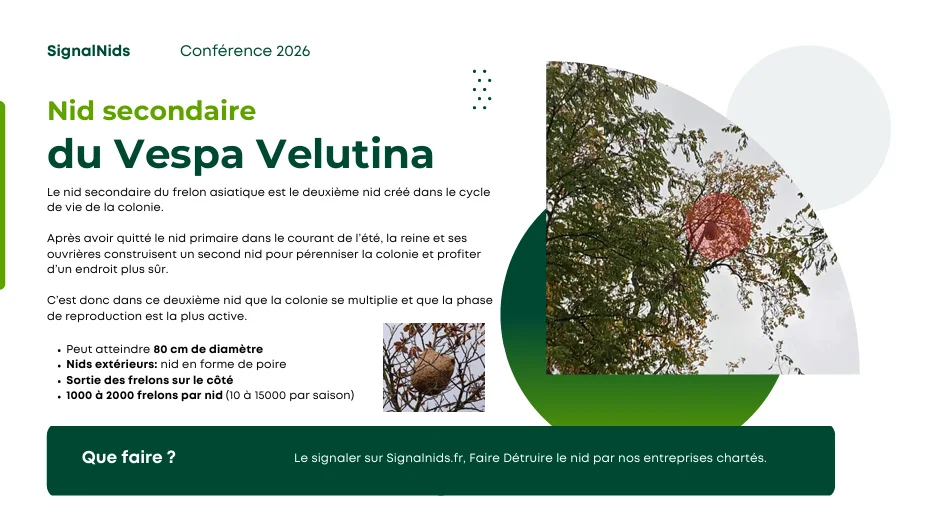 Iinfographie expliquant le nid secondaire du frelon asiatique Vespa velutina, souvent situ&eacute; en hauteur dans les arbres, avec sa forme en poire, sa grande taille et les bons r&eacute;flexes de signalement