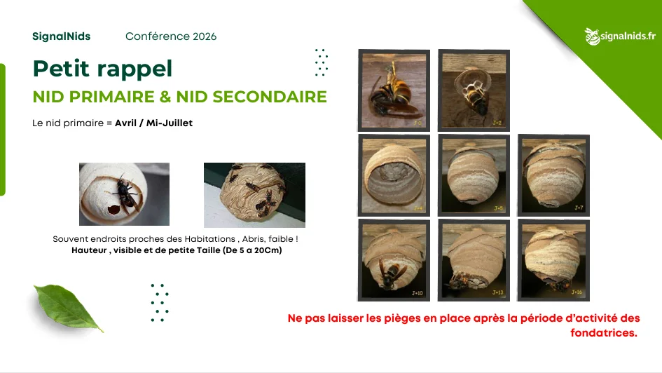 Infographie rappelant la diff&eacute;rence entre le nid primaire et le nid secondaire du frelon asiatique, avec les p&eacute;riodes d&rsquo;apparition, les tailles et les bons r&eacute;flexes de signalement