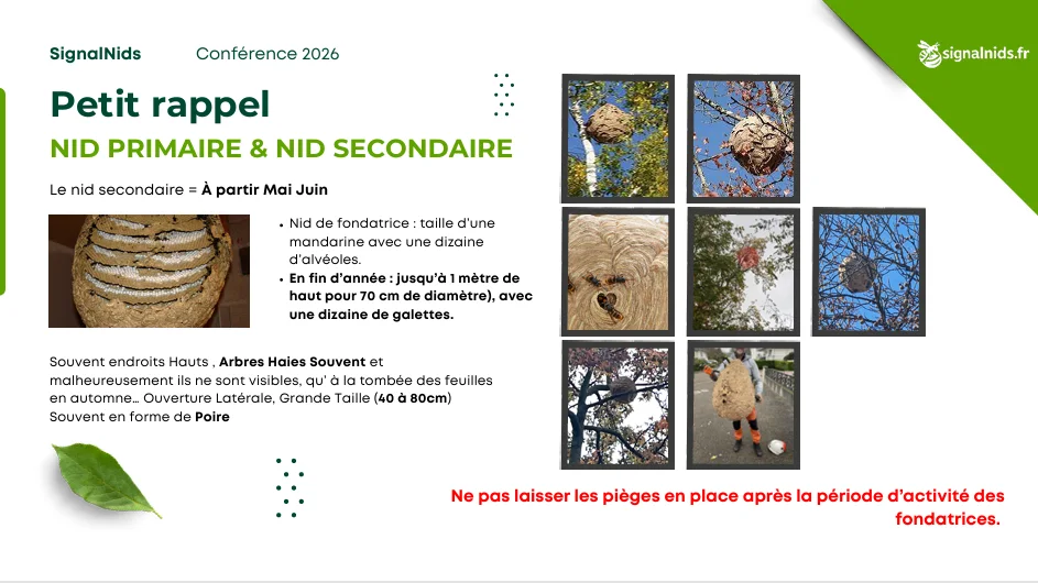 Infographie rappelant les caract&eacute;ristiques du nid secondaire du frelon asiatique, visible &agrave; partir de mai-juin, souvent situ&eacute; en hauteur dans les arbres ou les haies et pouvant atteindre une grande taille