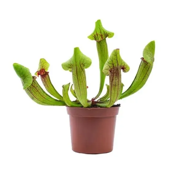 Sarracenia plantes carnivores originaires du sud-est des &Eacute;tats-Unis et du Canada.