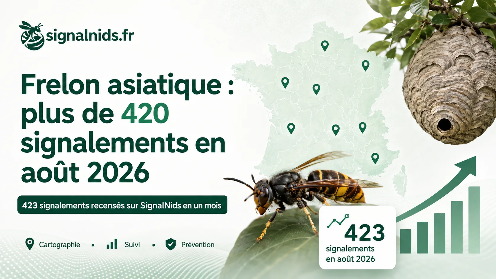 Frelon asiatique : plus de 420 signalements en août 2026