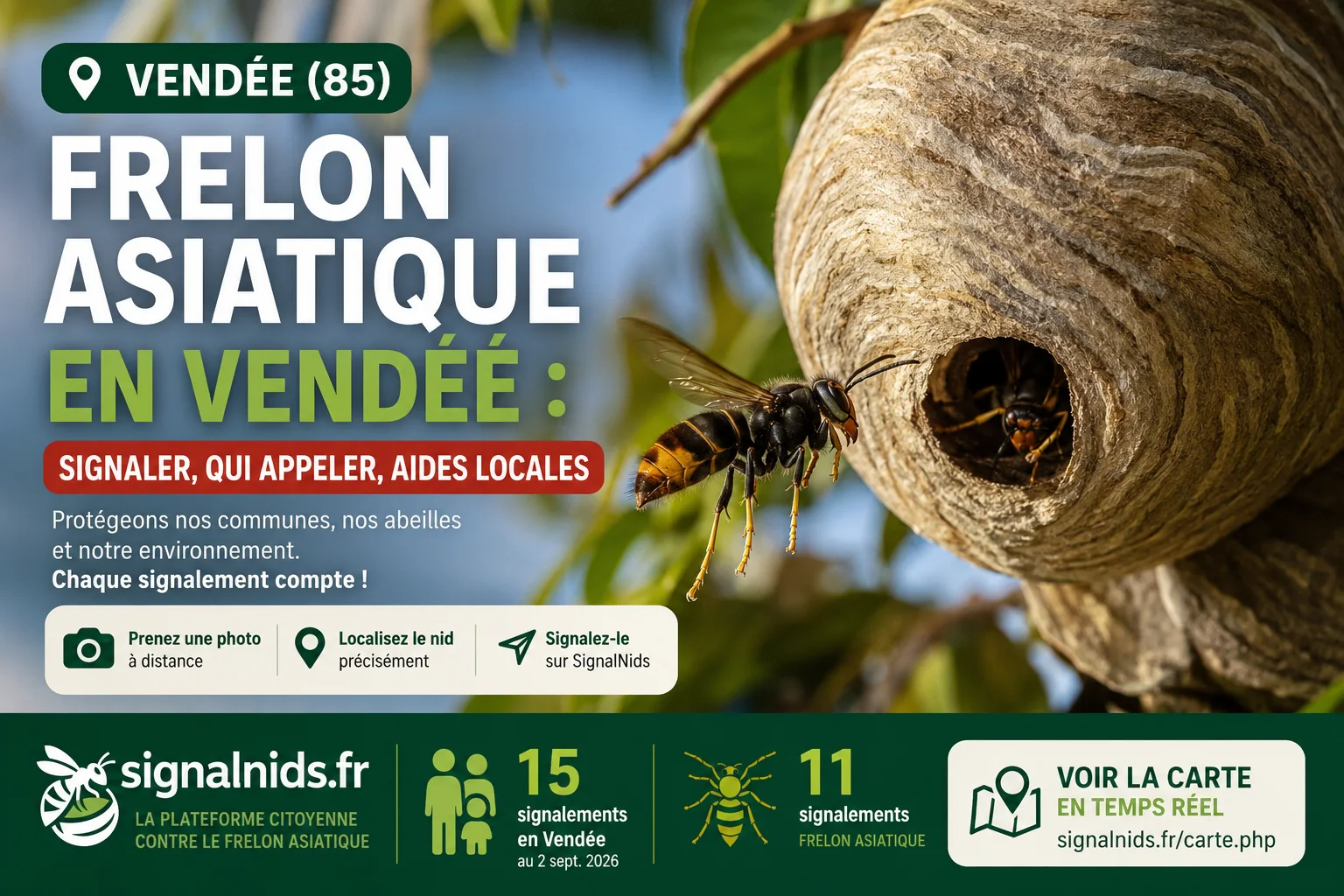 Frelon asiatique Vendée (85) : signaler un nid, qui appeler ?