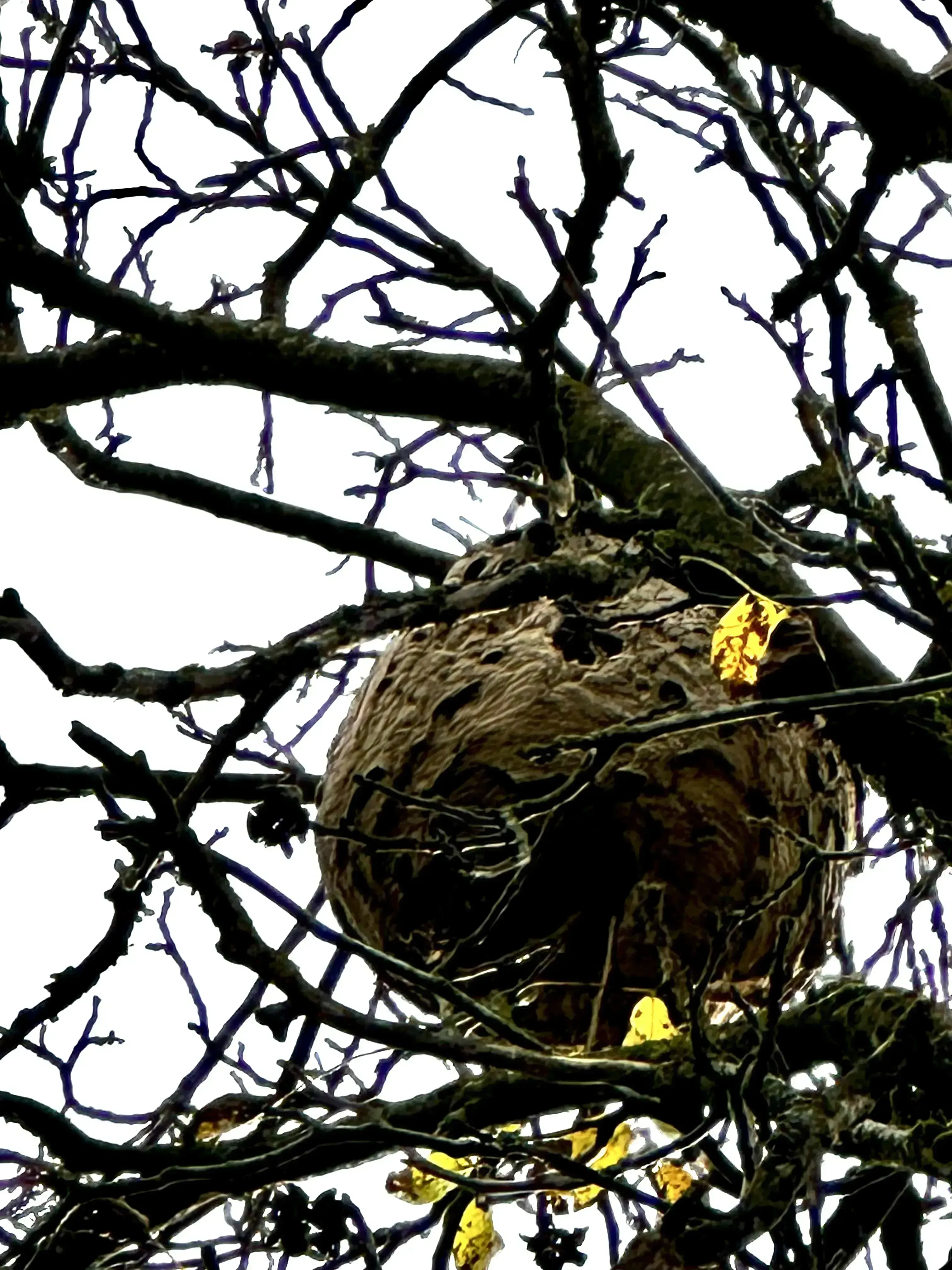 Photo partagée par Sia_guepes