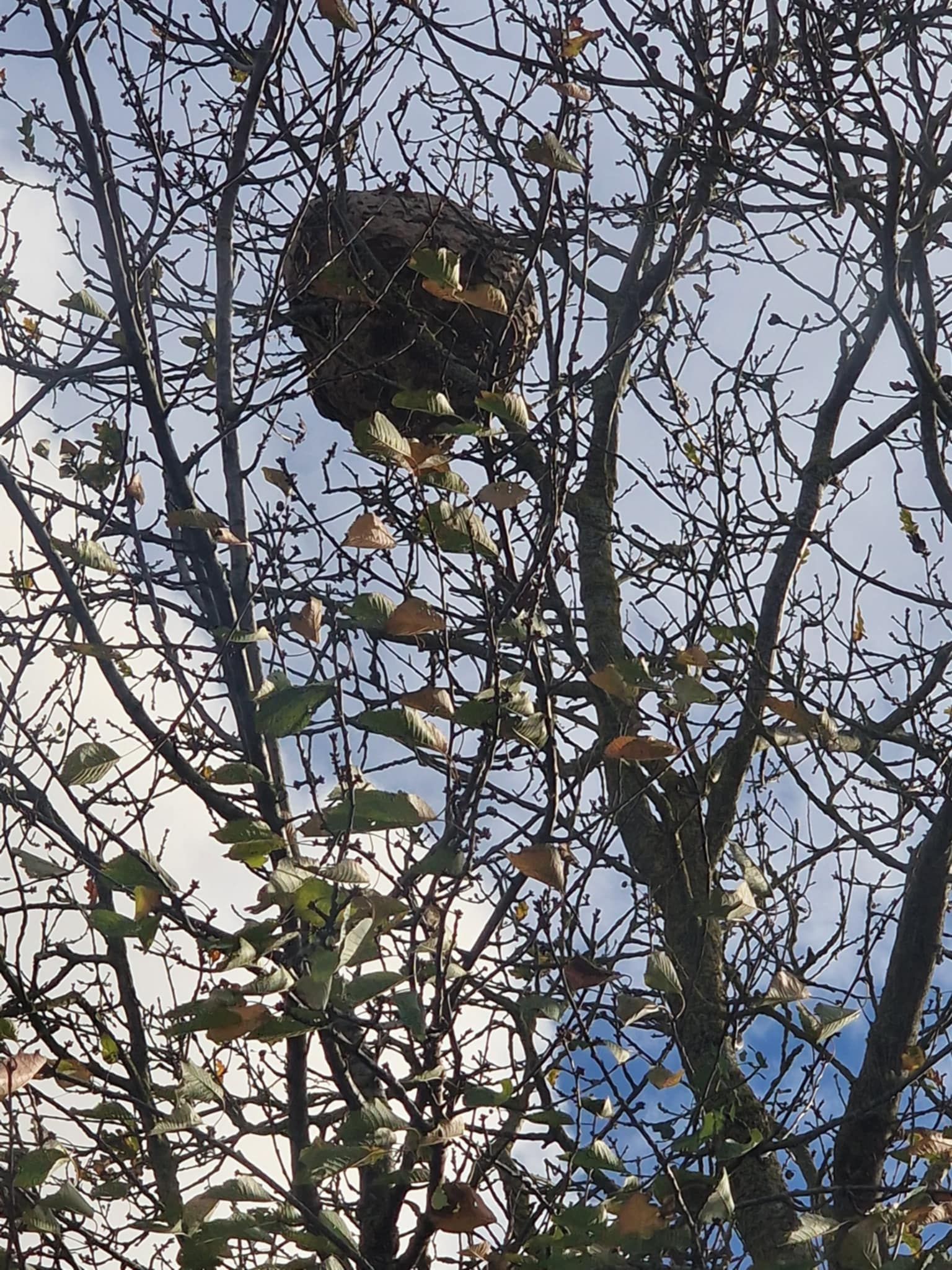 Nid de frelon asiatique à Hénanbihen — SignalNids
