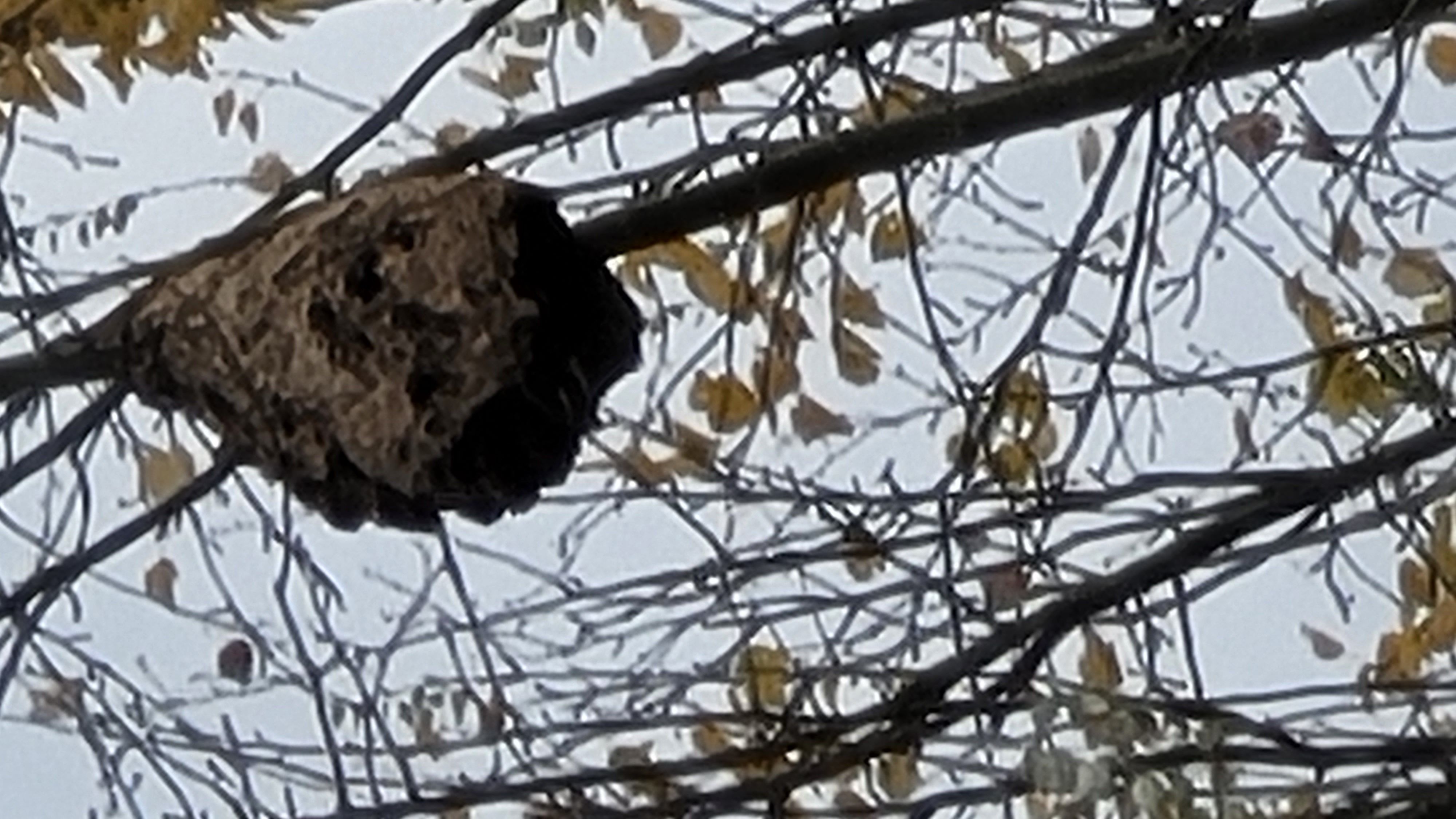 Nid de frelon asiatique à Annet-sur-Marne — SignalNids