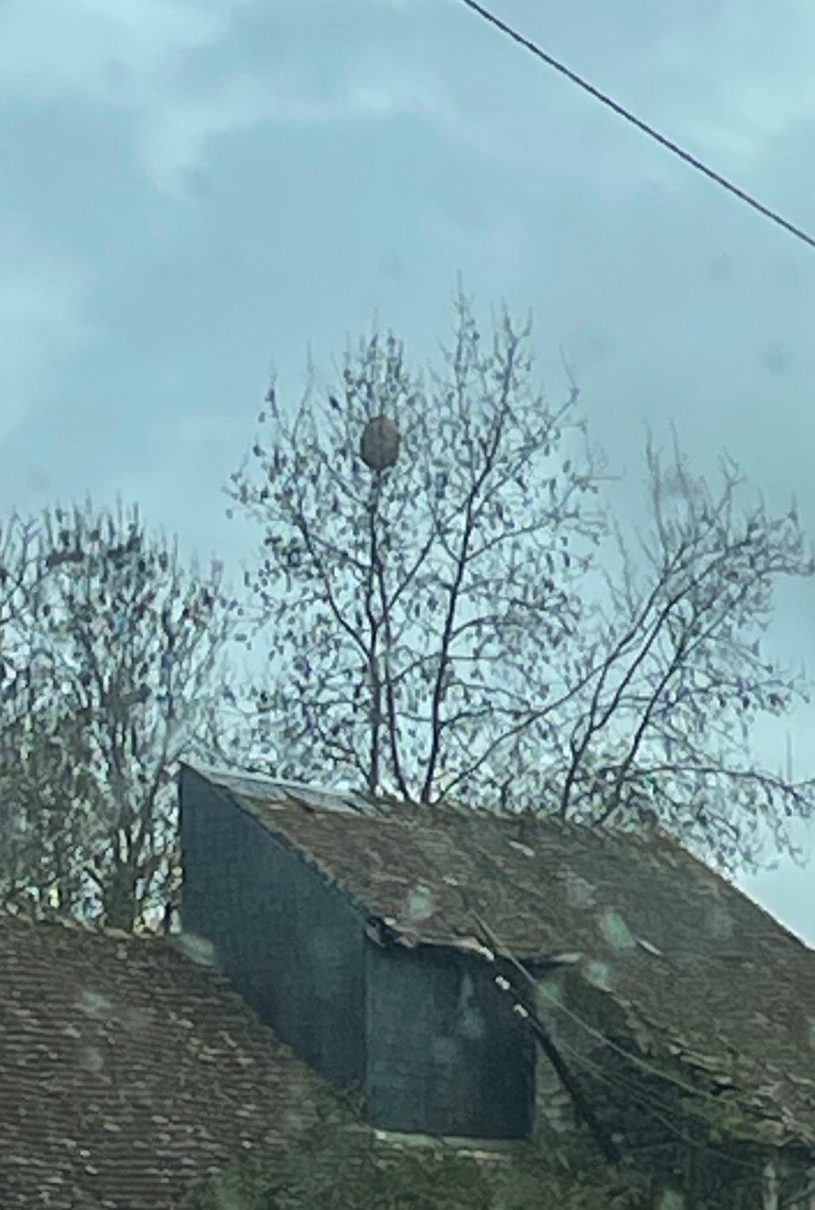Nid de frelon asiatique à Châtellerault — SignalNids
