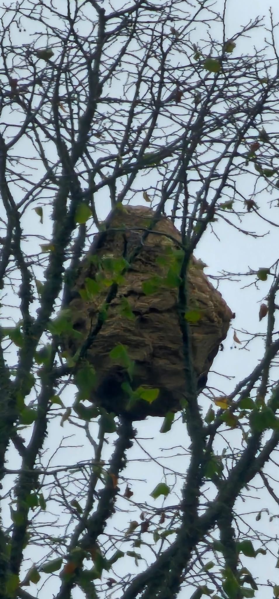 Nid de frelon asiatique à Villeneuve-en-Perseigne — SignalNids