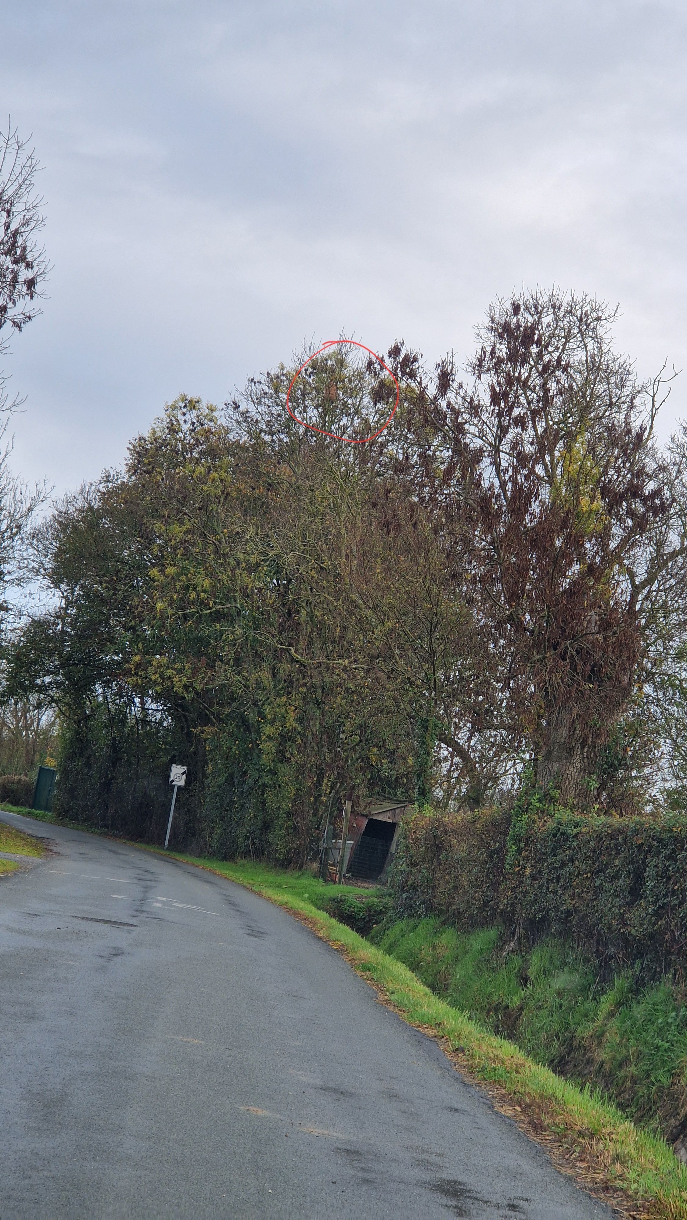 Nid de frelon asiatique à Sansais — SignalNids