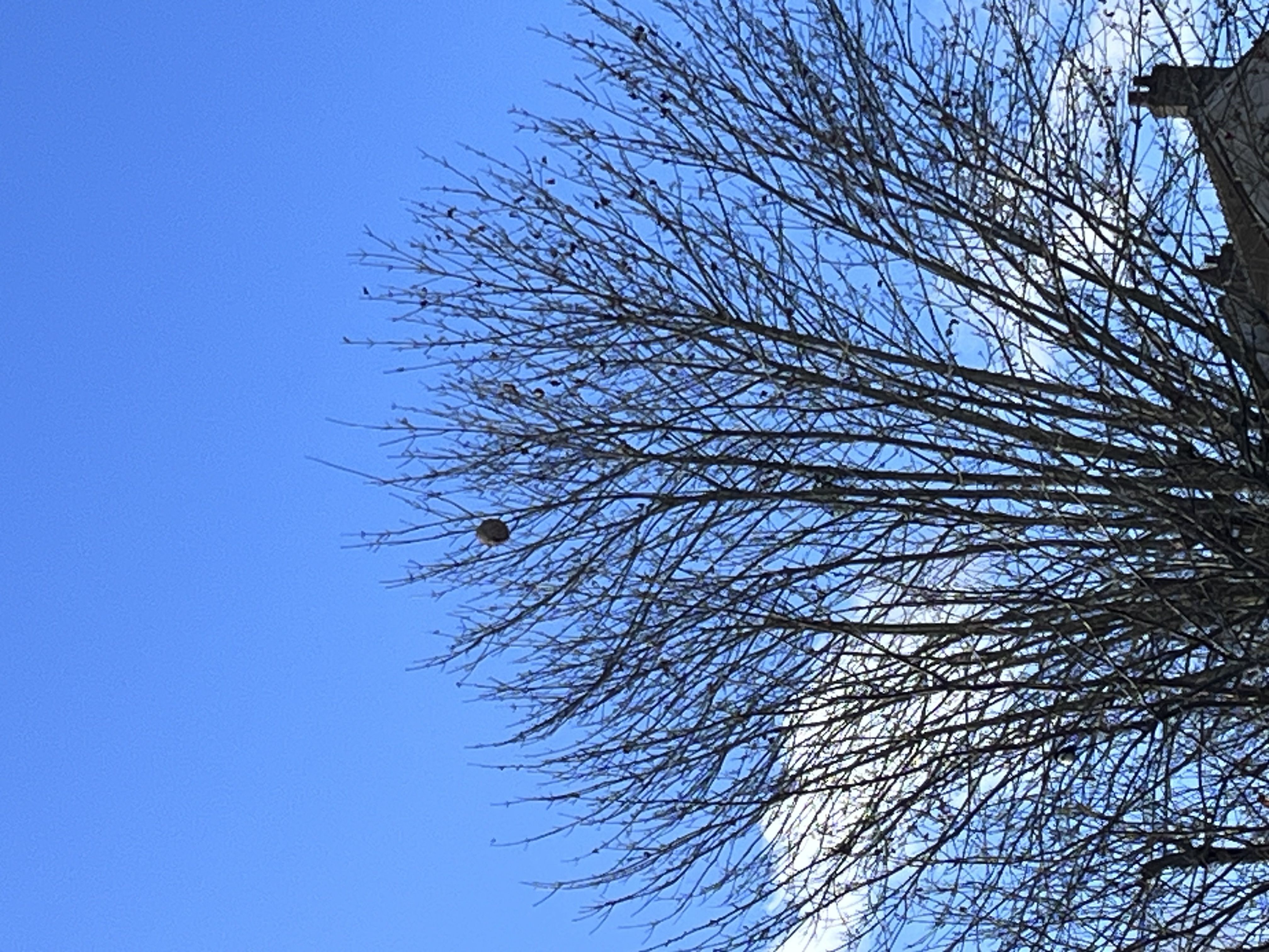 Nid de frelon asiatique à Houdan — SignalNids