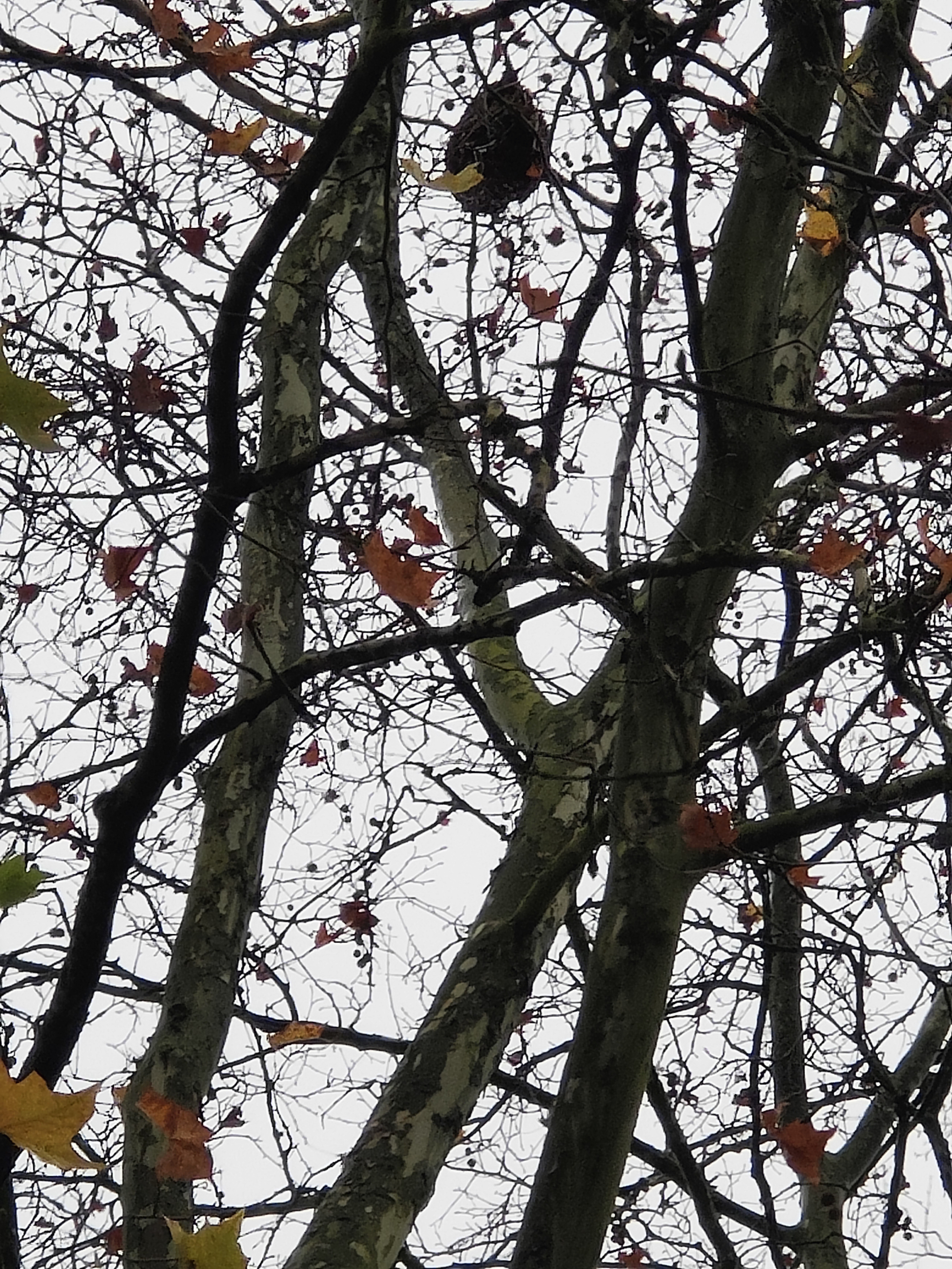 Nid de frelon asiatique à Poitiers — SignalNids