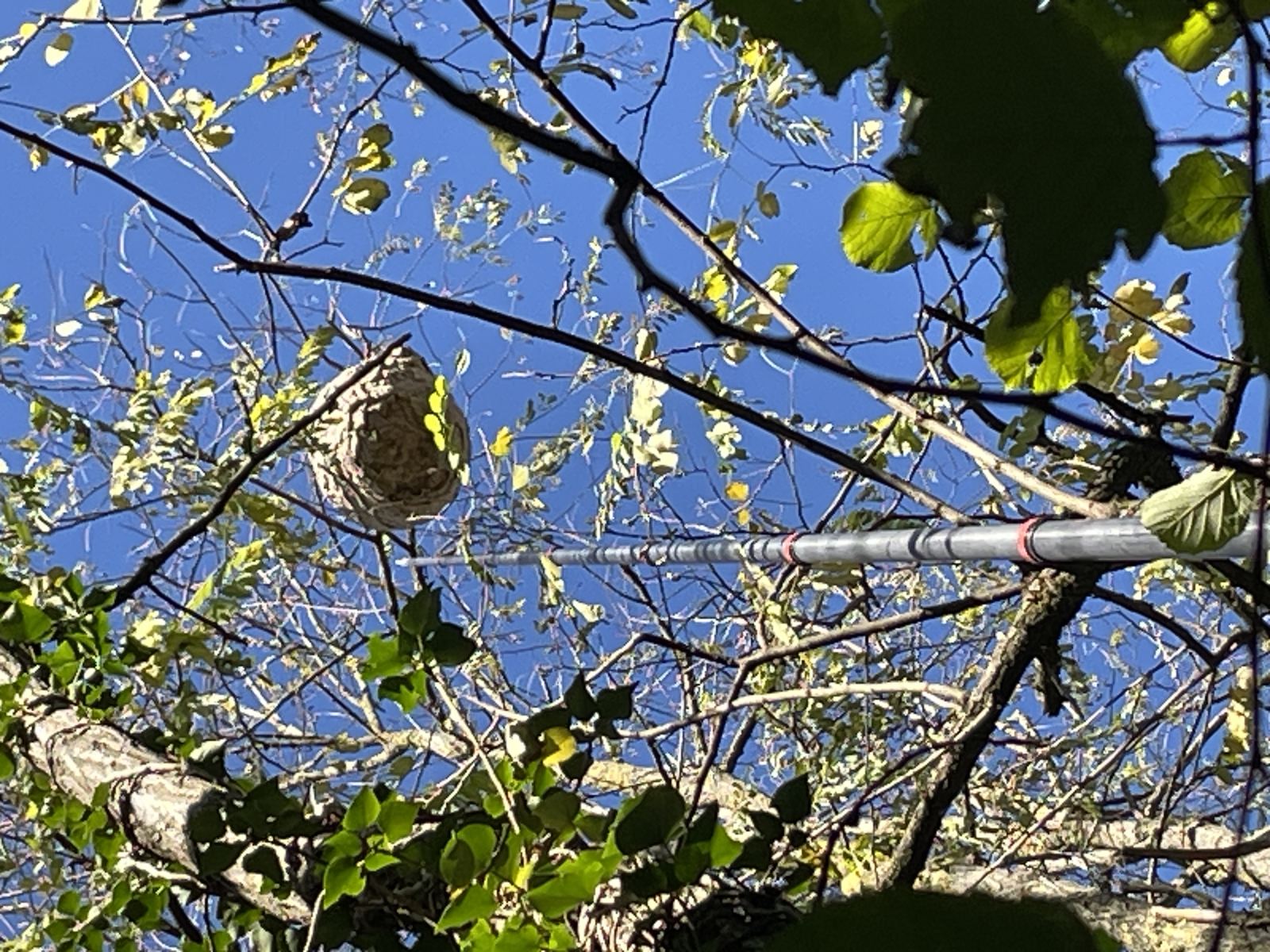 Bourgogne guêpes frelons 71 — intervention