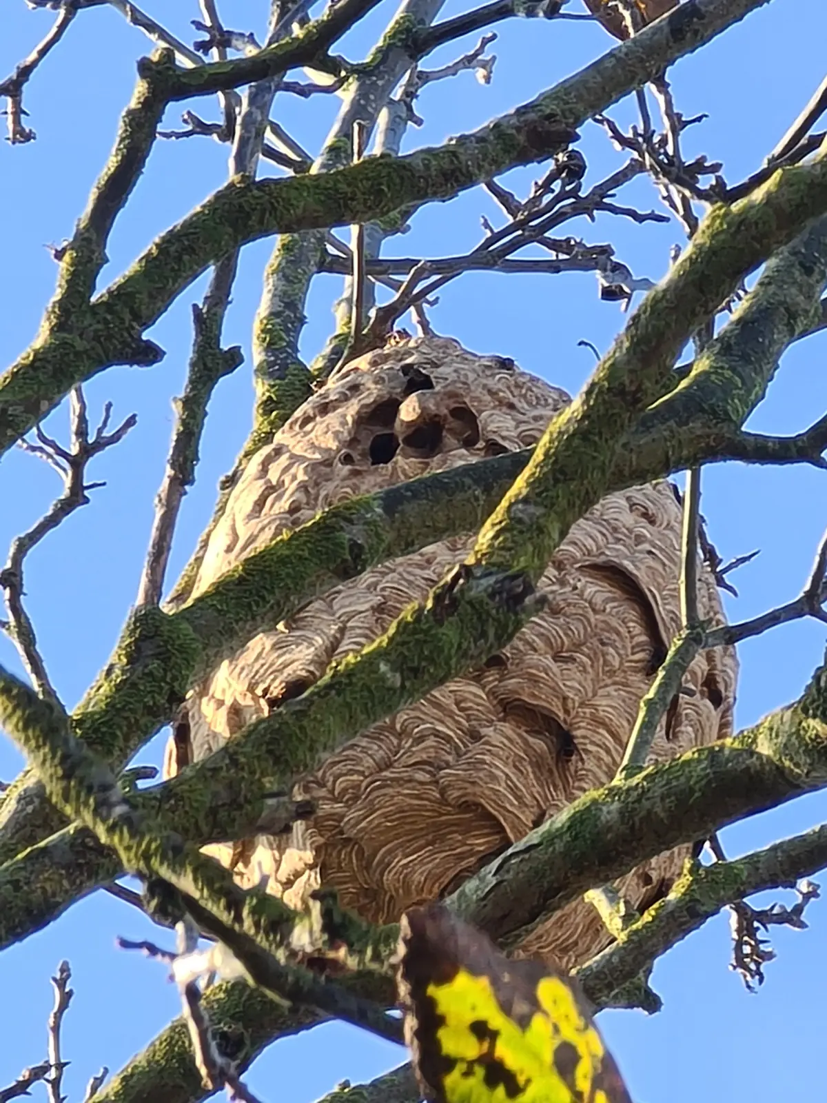 Halte aux guêpes 68