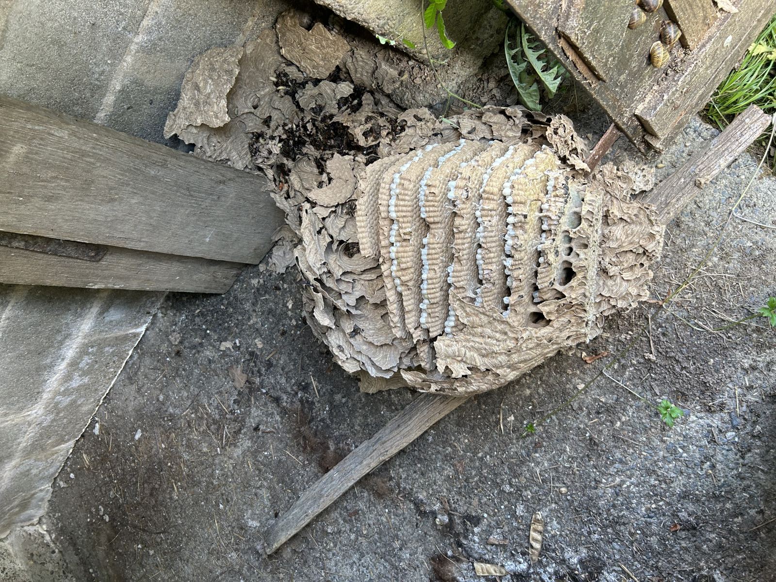 Lutte nuisibles 64-40 — intervention