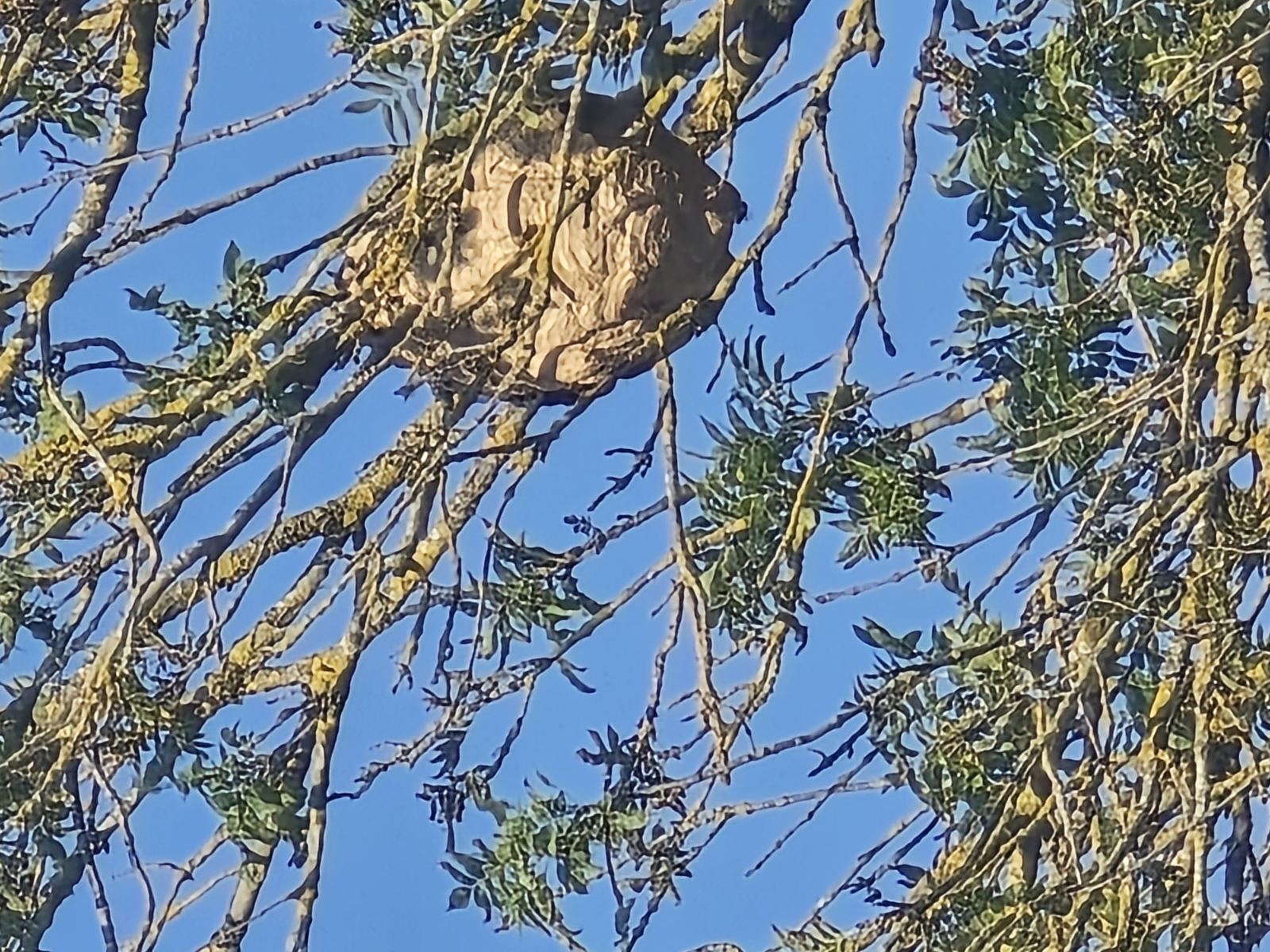 Bzzz-Bzzz — intervention