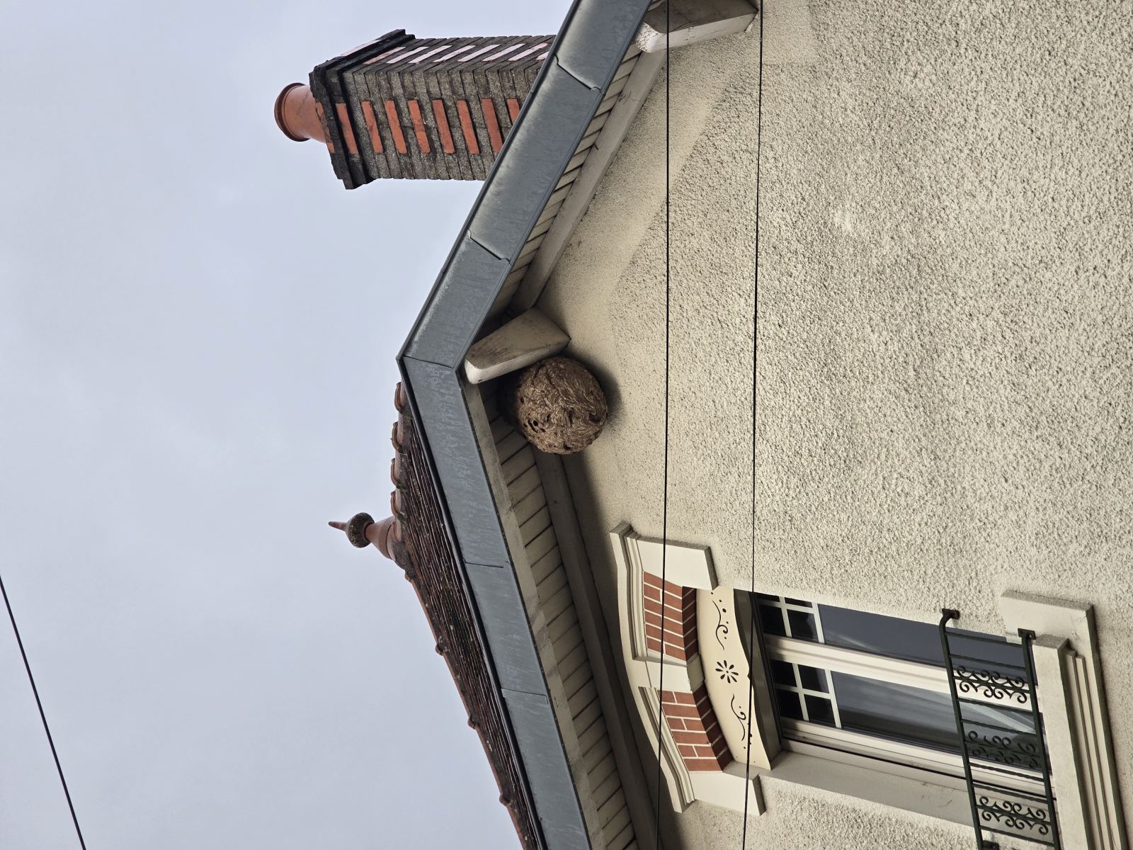 Bzzz-Bzzz — intervention