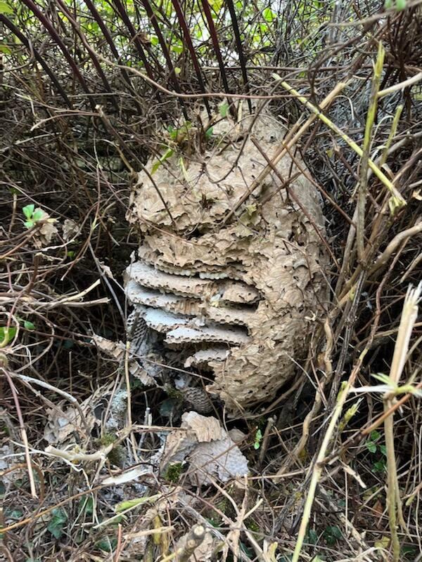 Bzzz-Bzzz — intervention