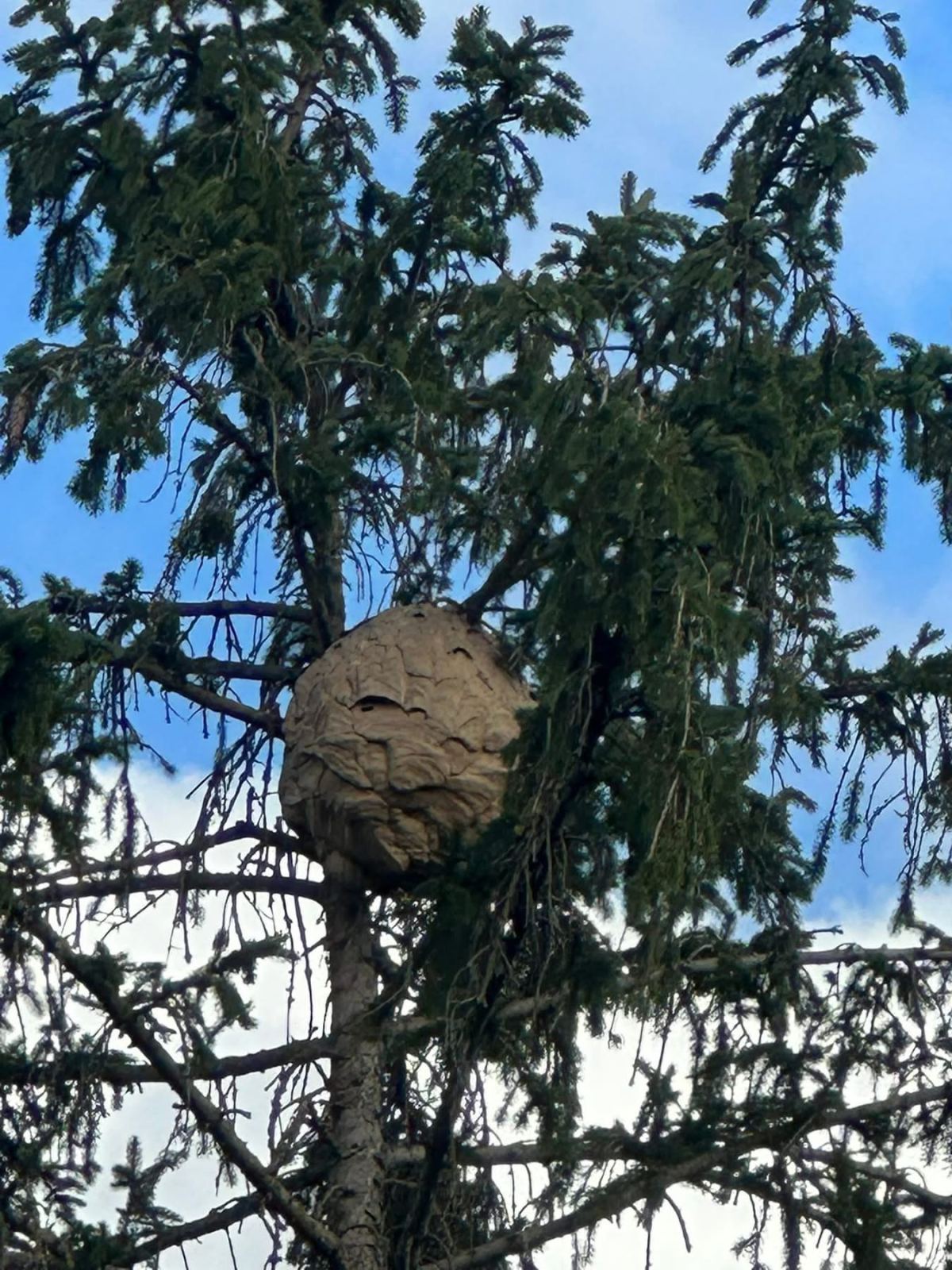 CMFG17 — intervention