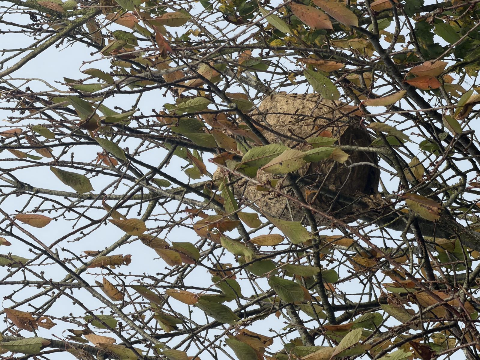 CMFG17 — intervention