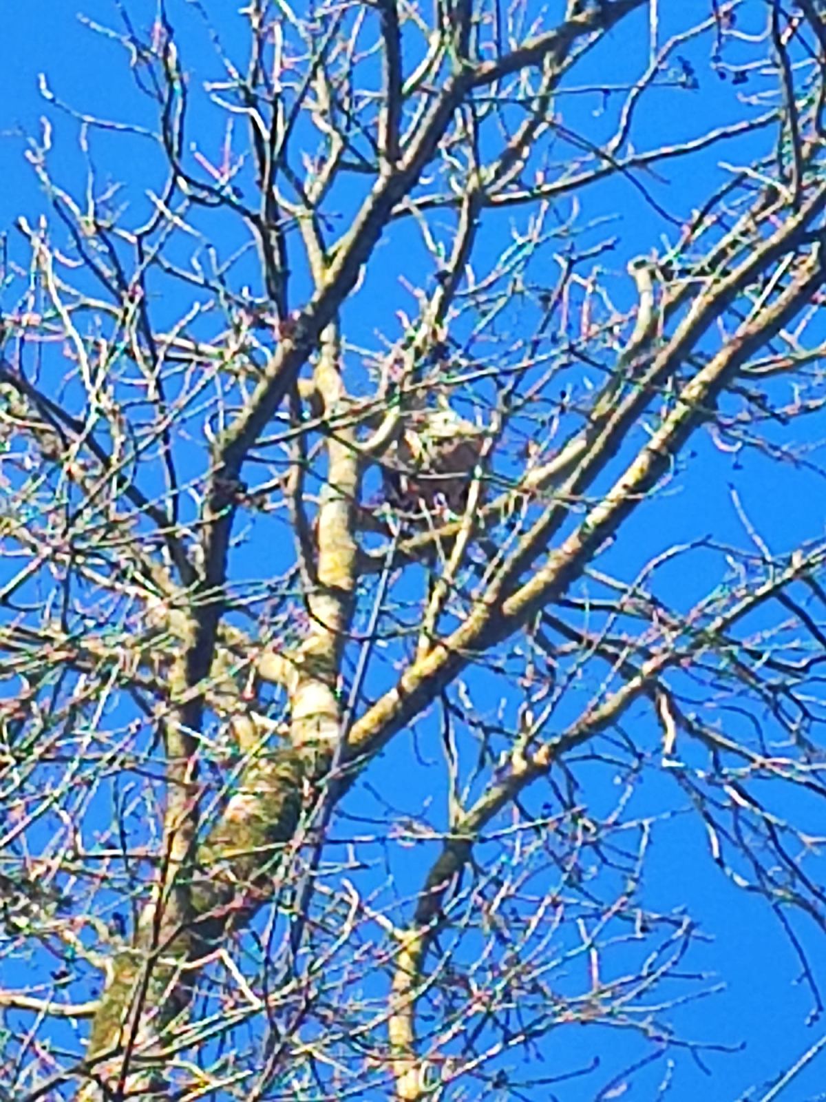 CERTI4D — intervention