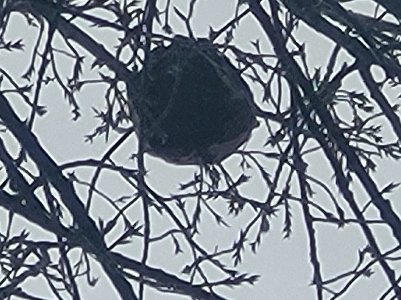 CERTI4D — intervention