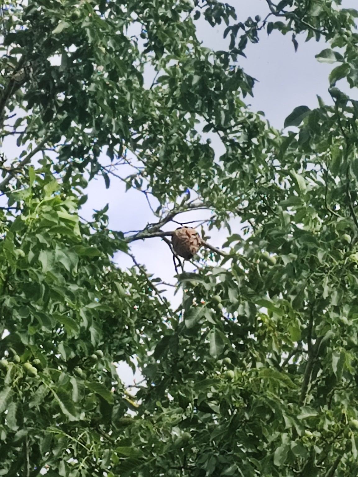 CERTI4D — intervention